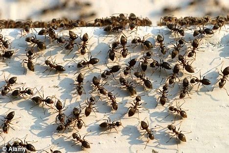 Ants In Warm Weather .